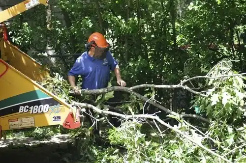 tree services Wheelwright